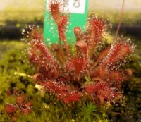 Drosera oblanceolata (Hong Kong) Größe M Drosera oblanceolata (Hong Kong) Größe M