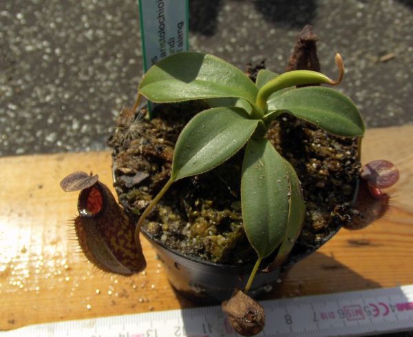Nepenthes inermis x aristolochioides (Hochland-Nepenthes) Größe S-M 7cm