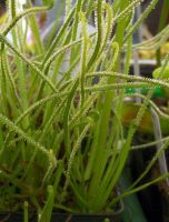 Drosera filiformis ssp. filiformis (winterharter Sonnentau) Größe L ungetopft Drosera filiformis ssp. filiformis (winterharter Sonnentau) Größe L ungetopft