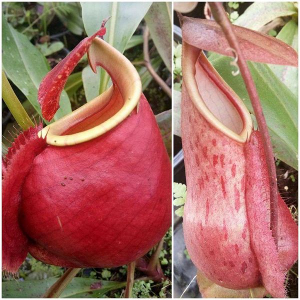 N. (Viking x bicalcarata) x (Viking x merrilliana) 20 Samen 08/2021 662