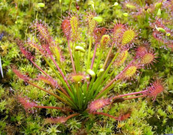 Drosera intermedia (winterharter Sonnentau) wurzelnackt ungetopft