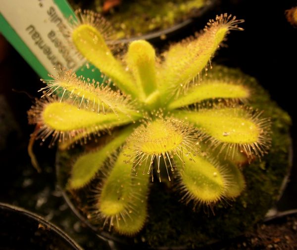 Drosera coccicaulis "albino" / D. venusta