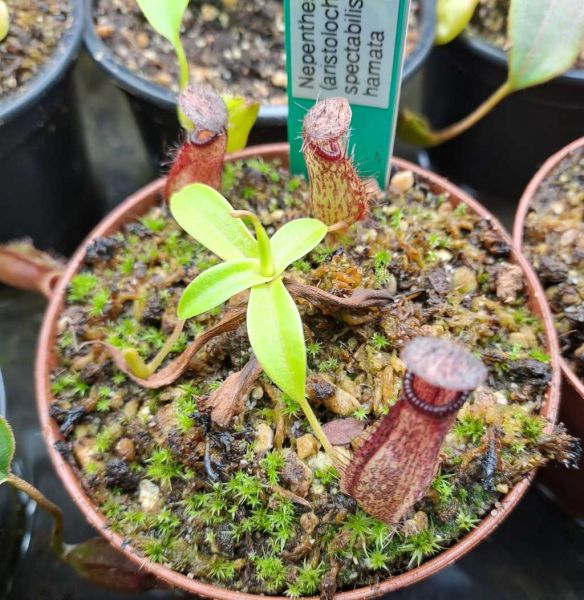 Nepenthes (aristolochioides x spectabilis) x hamata,ca. 10cm