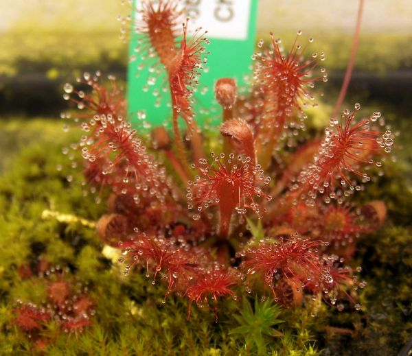 Drosera oblanceolata (Hong Kong) Größe M