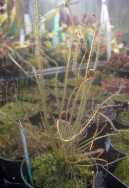 Drosera filiformis var tracyi (bedingt winterhart)