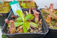 Nepenthes pervillei ca.Topf mit 2 Pflanzen 5cm + Seychellen, Mahé, Mont Copolia Nepenthes pervillei ca.Topf mit 2 Pflanzen 5cm + Seychellen, Mahé, Mont Copolia