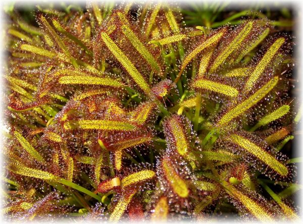 Drosera capensis (Sonnentau) Kappsonnentau