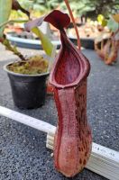 Nepenthes boschiana x gymnamphora xl 30cm+ aus Samen ungetopft Nepenthes boschiana x gymnamphora xl 30cm+ aus Samen ungetopft