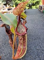 Nepenthes platychila x boschiana Größe L 35cm+ SG, ungetopft, Einzelstück Nepenthes platychila x boschiana Größe L 35cm+ SG, ungetopft, Einzelstück