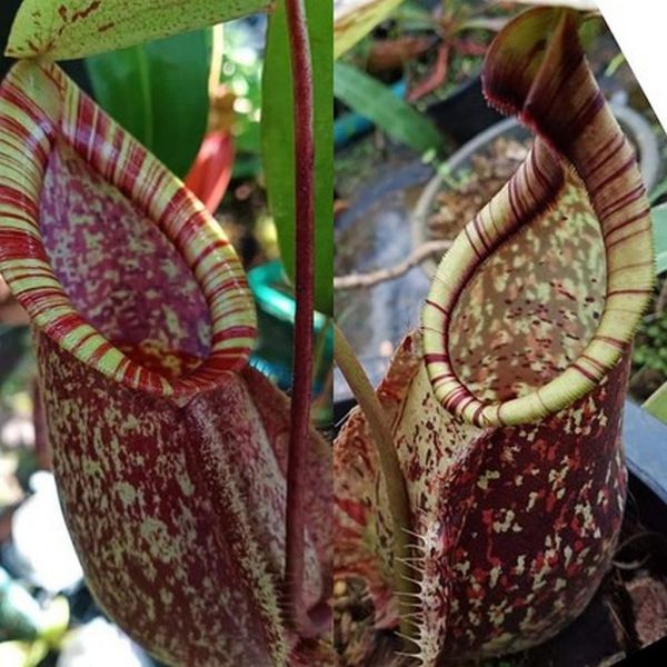 N. (rafflesiana x northiana) x rafflesiana tri color 20 Samen 08/2021 871