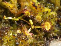Drosera rotundifolia (winterharter Sonnentau) Drosera rotundifolia (winterharter Sonnentau)