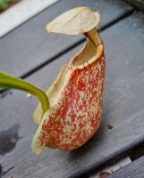 Nepenthes rafflesiana Größe L, 25cm+ (ungetopft!) Nepenthes rafflesiana Größe L, 25cm+ (ungetopft!)