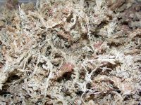 Vorschau: Struktur des Sphagnums Vorschau: Struktur des Sphagnums
