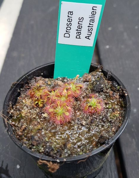 Zwergsonnentau Drosera patens