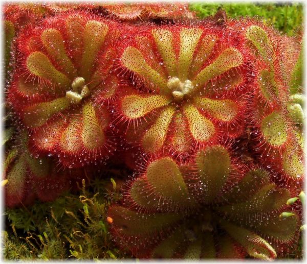 Drosera aliciae, mehrtriebige Pflanze nach Selbstteilung 