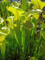 S. oreophylla im Moorbeet S. oreophylla im Moorbeet