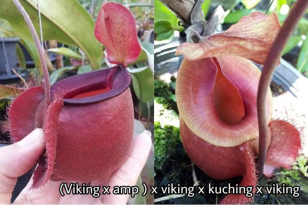 N. (Viking x ampullaria) x ((Viking x kuchingensis) x Viking) 20 Samen 08/21 562