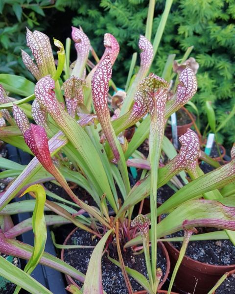Schlauchpflanze x Wrigleyana, aduld, ungetopft (S. psittacina x leucophylla)