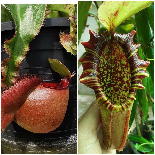 N. (Viking wing x ampullaria) x northiana 20 Samen 08/21 797