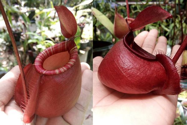 Nepenthes (Viking x ampullaria) x (Viking x ampullaria), 25 Samen, 11/2018