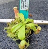 Nepenthes ventricosa x edwardsiana, SG Größe S ca 6cm Nepenthes ventricosa x edwardsiana, SG Größe S ca 6cm