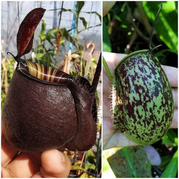 N. (viking x ampullaria black) F2 x ampullaria spot 25 Samen 10/2020