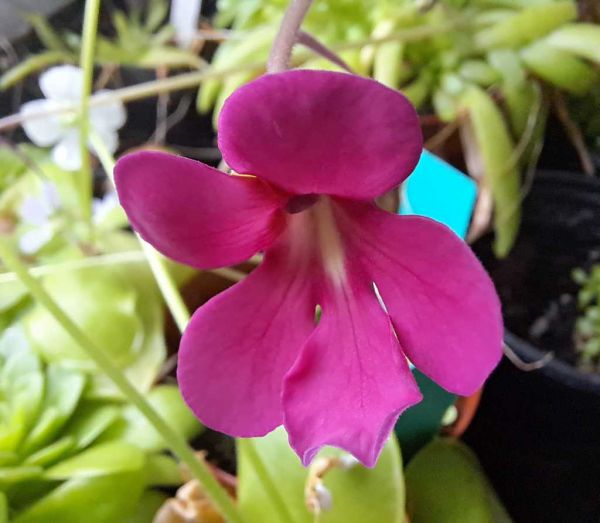 Blüte dieser Kreuzung