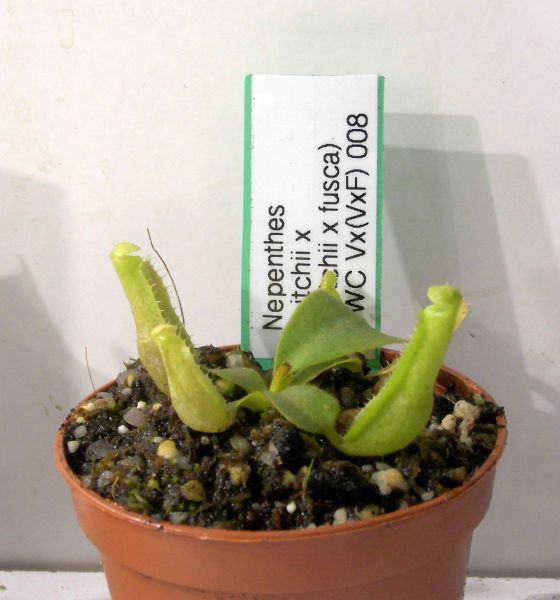 Nepenthes veitchii x (veitchii x fusca) Größe M ca.10-12cm