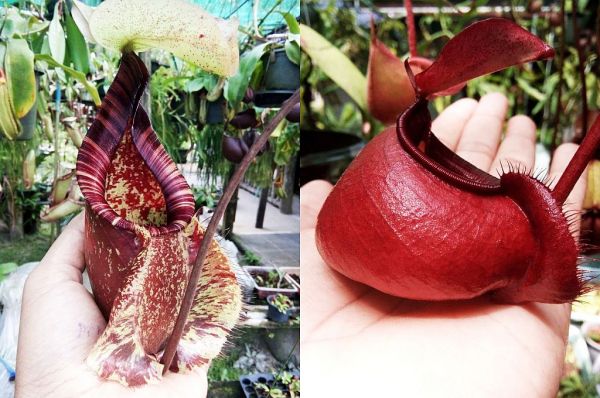 Nepenthes (Viking x rafflesiana) x (Viking x ampullaria), 25 Samen, 11/2018
