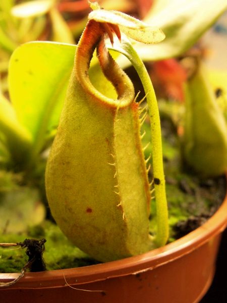 Nepenthes bicalcarata Größe M 12-15cm+