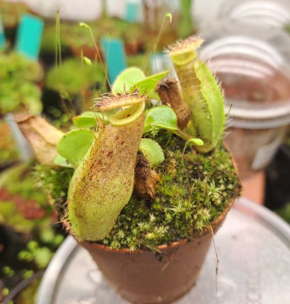 Nepenthes robcantleyi Größe S ca. 5 cm