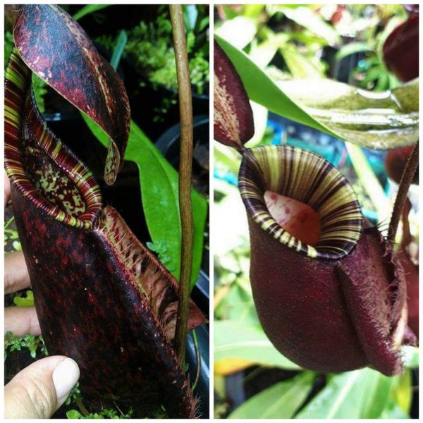 Nepenthes rafflesiana x kuchingensis red 25 Samen 04/2019