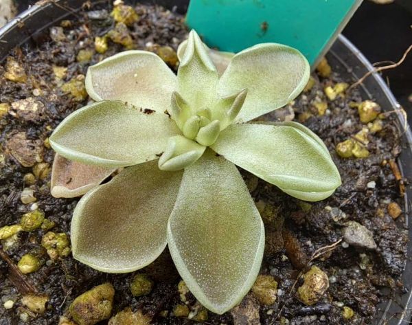 Fettkraut, Pinguicula ehlersiae St Caterina Mexiko aduld